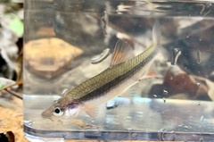 Notropis lutipinnis