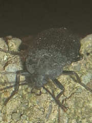 Penthe pimelia