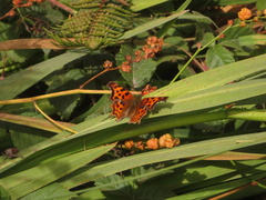 Polygonia