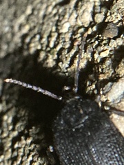 Penthe pimelia