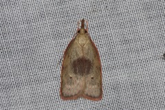 Enchocrates glaucopis
