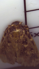 Aglossa