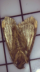 Aglossa