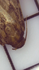 Aglossa