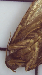 Aglossa