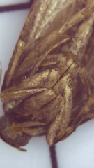 Aglossa