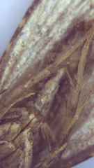 Aglossa