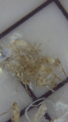 Grylloprociphilus imbricator