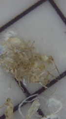 Grylloprociphilus imbricator