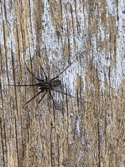 Megalepthyphantes nebulosus