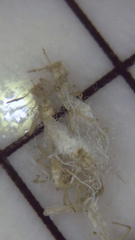 Grylloprociphilus imbricator