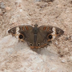 Junonia