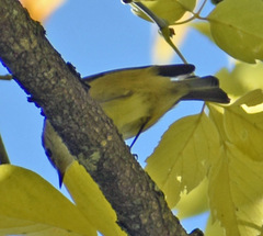 Leiothlypis ruficapilla