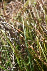 Carex bullata
