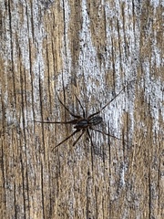 Megalepthyphantes nebulosus