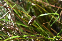 Carex bullata