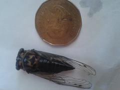 Neotibicen
