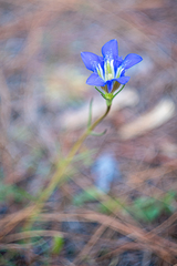 Gentiana autumnalis