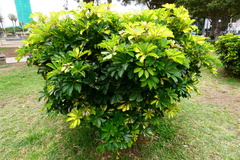 Heptapleurum arboricola