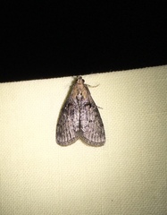 Pococera asperatella