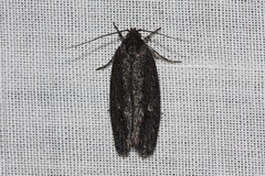 Aproopta melanchlaena