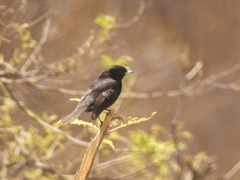Knipolegus aterrimus