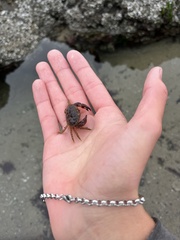 Glebocarcinus oregonensis