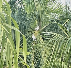 Ducula spilorrhoa