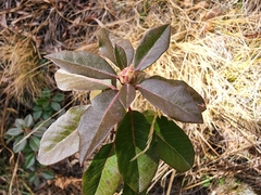 Rhododendron columbianum