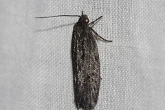 Aproopta melanchlaena