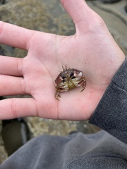 Glebocarcinus oregonensis