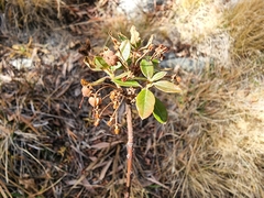 Rhododendron columbianum