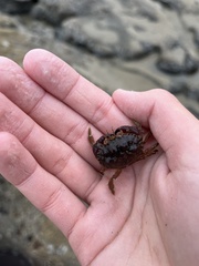 Glebocarcinus oregonensis