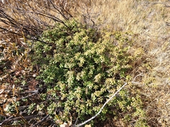 Rhododendron columbianum