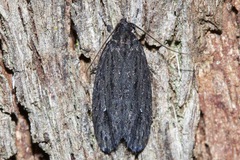 Aproopta melanchlaena