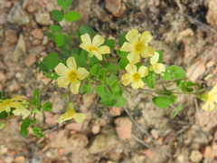 Oxalis frutescens