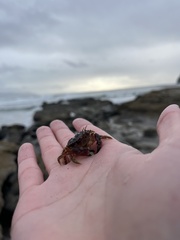 Glebocarcinus oregonensis