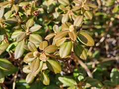 Rhododendron columbianum