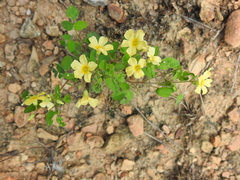 Oxalis frutescens