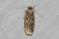 Hofmannophila pseudospretella