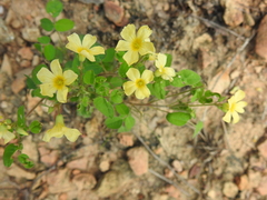 Oxalis frutescens
