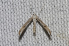 Platyptilia celidotus