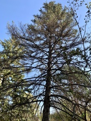 Pinaceae
