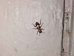 Enoclerus quadrisignatus