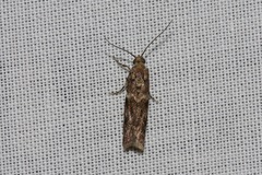 Ephestiopsis oenobarella