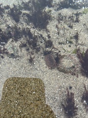 Glebocarcinus oregonensis