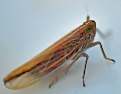 Stenocranus dorsalis