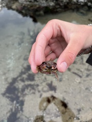 Glebocarcinus oregonensis