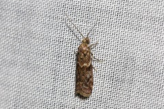 Ephestiopsis oenobarella