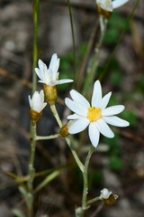 Rhodanthe corymbiflora